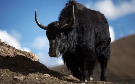 Black Yak - Other & Animals Background Wallpapers on Desktop Nexus
