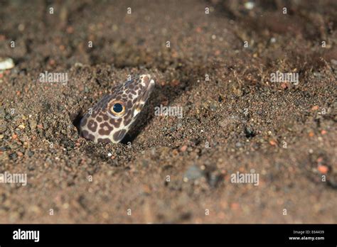 Snake Eel Sticking Its Head Out Of The Sand Stock Photo