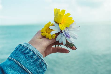 Photo Of Persons Hand Holding Flowers · Free Stock Photo