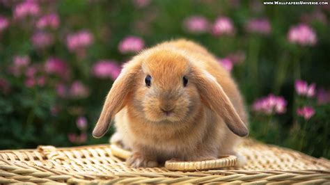 Pics Photos Cute Easter Bunny Rabbits Cute Easter Bunny Rabbit Clip