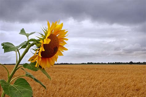 Summer Storm Sunflower At Harvest Time Photograph By Gill Billington