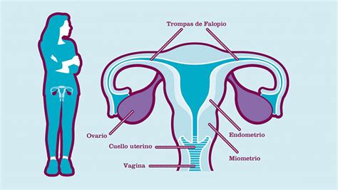 ¿qué Son Los Ovarios Roche Pacientes