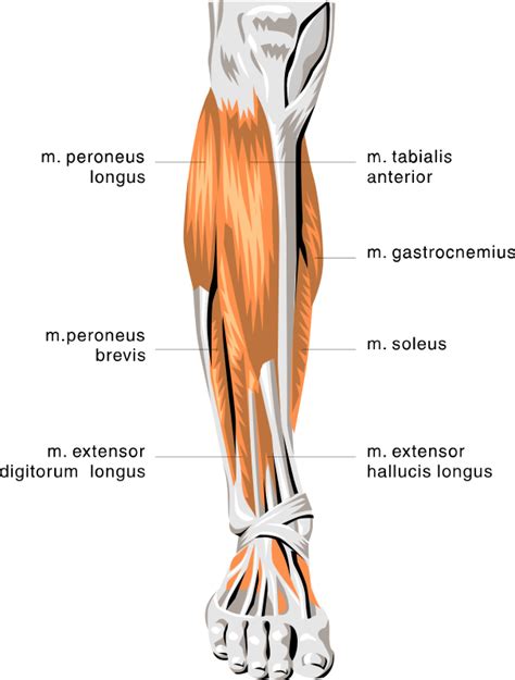 Labeled Anatomy Human Leg Muscles