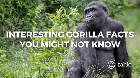 11 Interesting Gorilla Facts You Might Not Know Fahlo