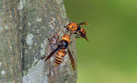What Are Asian Giant Hornets And Are They Really Dangerous 5 Questions Answered The Good Men