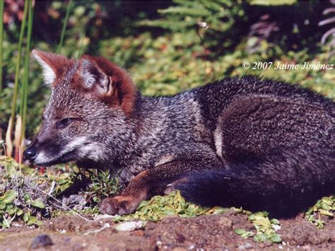 Darwins Fox Pseudalopex Fulvipes Taken By Jaime Jiménez Flickr