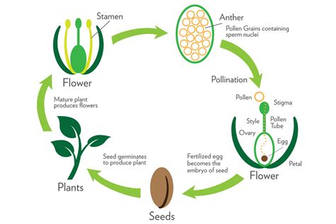 Sexual Reproduction In Flowering Plants Class 10 Cbse Class Notes