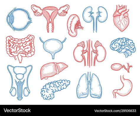 Organs Sketch Human Body Parts Medical Anatomy Vector Image