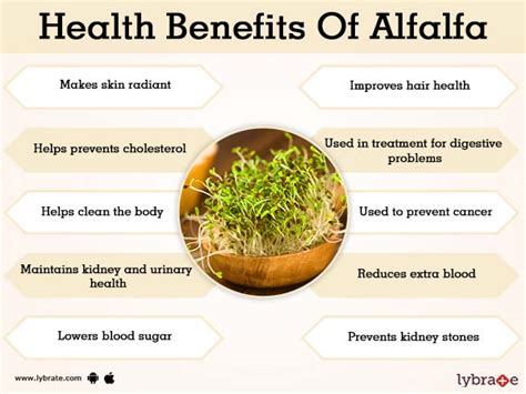 Alfalfa Benefits And Its Side Effects Lybrate