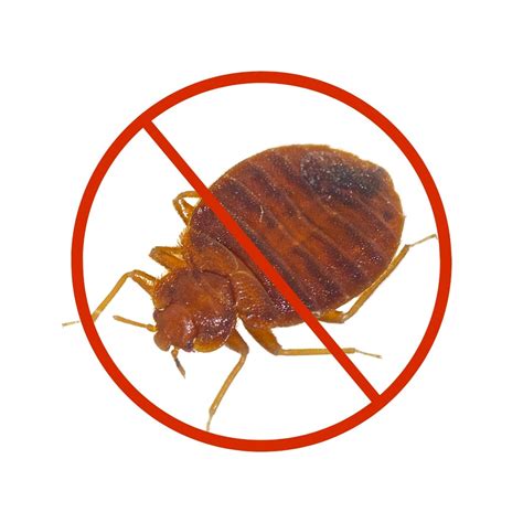 Bed Bugs Pest Control Services Dont Let The Bed Bugs Bite By Expert