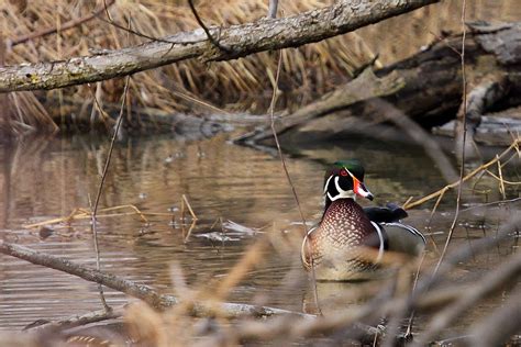 Wood Duck In The Marsh Male Wood Duck Aix Sponsa In The Flickr