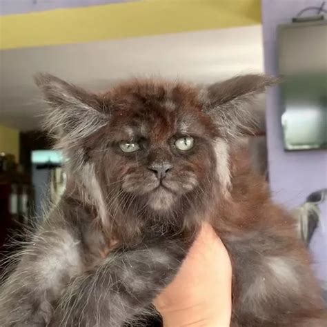 Bizarre Cats With Human Faces Go Viral After Disturbing Video