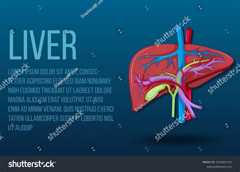 Human Internal Organ Liver Illustration Stock Vector Royalty Free