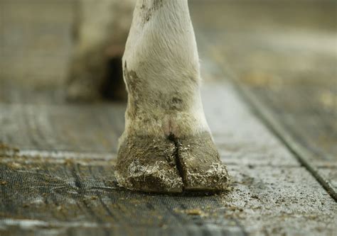What You Need To Know About Hoof Over Trimming In Dairy Cows Dairy Global