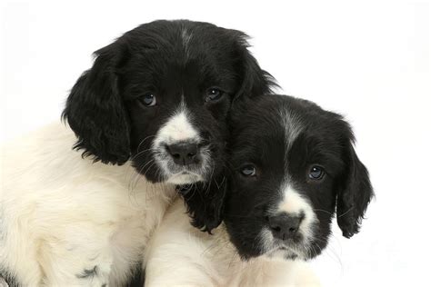 These spaniels pedigrees boast of many bird dog hall of fame springers with a history of top performance in the field! Springer Spaniel Puppies Photograph by Mark Taylor