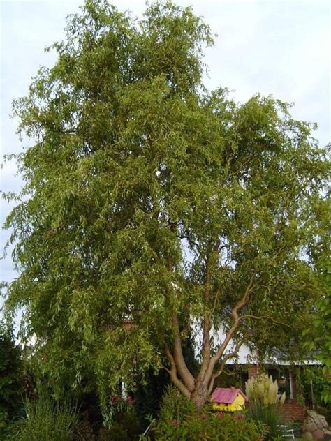Free Picture Umbrella Thorn Acacia Israeli Babool Tree Plant Acacia Tortillis