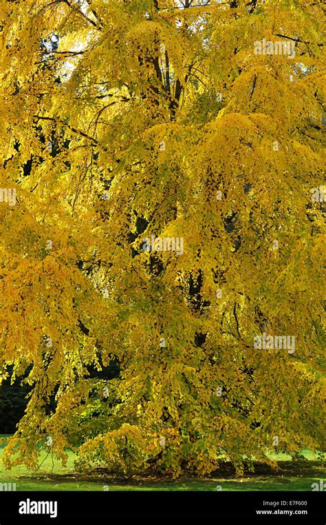 Katsura Tree Cercidiphyllum Japonicum Hi Res Stock Photography And