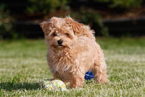 Entdecke alle malteser welpen braun auf focus online kleinanzeigen zu bestpreisen. Maltipoo - Alle Infos, Tipps, Adressen und süße Bilder