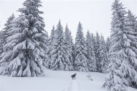 Beautiful Siberian Husky Dog Happy In The Snowy Forest Stock Image
