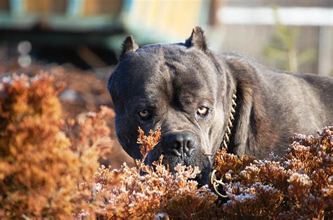 A healthy body needs a healthy mind, and the happier your pitbull terrier is, the greater. Cane corso of Bajer - Our male - King Corso