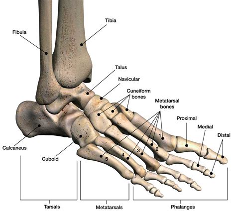 Where Is The Tibula And Fibula Biology Diagramsimagespictures Of