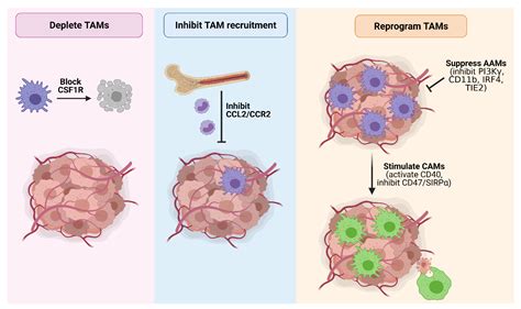 Cancers Free Full Text Tumor Associated Macrophages In Pancreatic