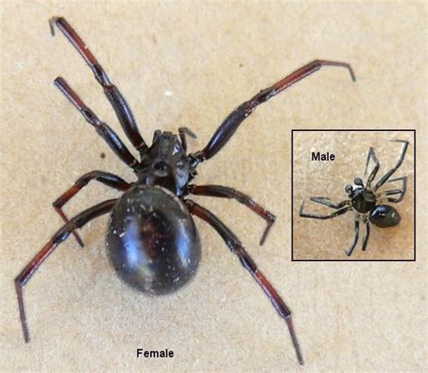 The Find A Spider Guide Steatoda Grossa