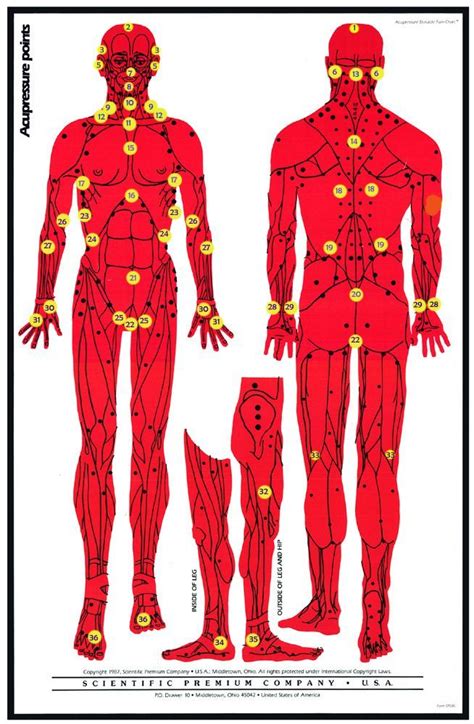 15 Martial Arts Pressure Points Chart References Entimes