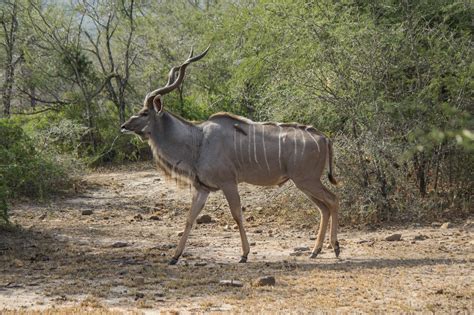 Greater Kudu - Wildlife Vagabond