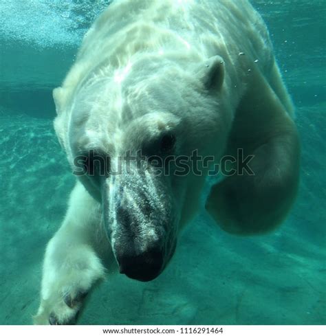 Polar Bear Zoo Stock Photo 1116291464 Shutterstock