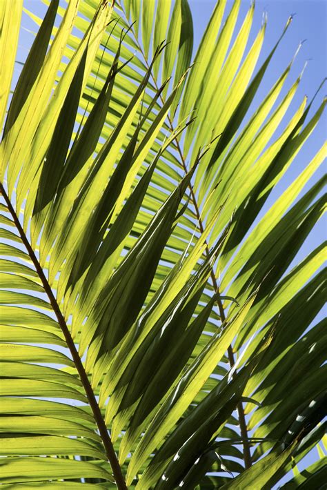 The majesty palm is a robust, tropical palm with graceful, feathery fronds that originates from madagascar. Majestic Palm Tree Care and Dead Leaves | Majestic palm ...
