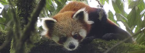 Nepal Community Conservation For The Red Panda Icfc