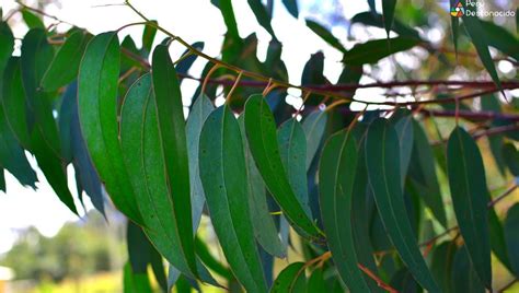 Eucalipto Planta Medicinal Y Sus Propiedades El Leon Verde