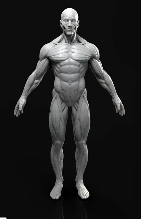 Male Anatomy Model Sculpt On Cubebrush Co Anatomia Do Corpo Humano