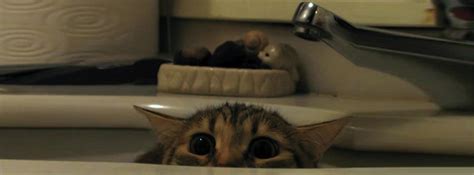 100 Cute Cat & Kitten Cover Photo for Facebook Timeline
