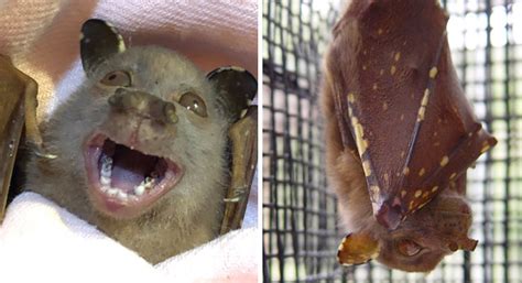 44 Weirdest Looking Bat Species That Are Harmless To Humans Success