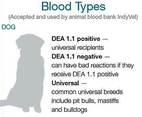 Do Dogs Have Different Blood Types What Is The Universal Blood Type