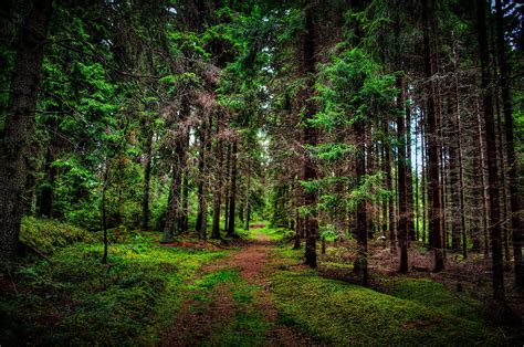 Trees Forest Wallpaper Photos