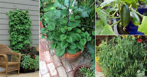 This will allow you to plant crops that you'd normally need to start growing earlier. 17 Best Climbing and Vining Vegetables for Containers You ...