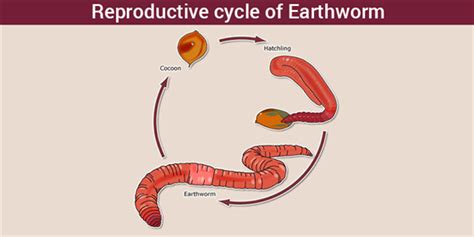 Reproductive System Of Earthworm Copulation And Reproductive Cycle