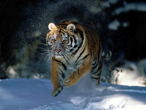 46 Snow Tiger Wallpaper Wallpapersafari