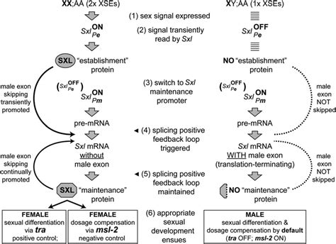 molecular steps in the control of drosophila sex determination by sxl download scientific