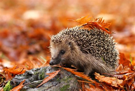 Hedgehogs Peoples Trust For Endangered Species