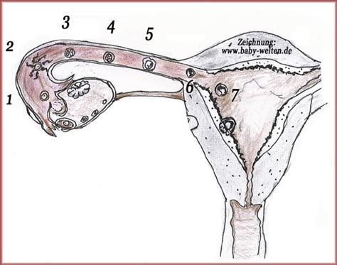 Verwende einen schwangerschaftstest guter qualität. 466 Eileiterschwangerschaft - Häufigkeit, Symptome erkennen