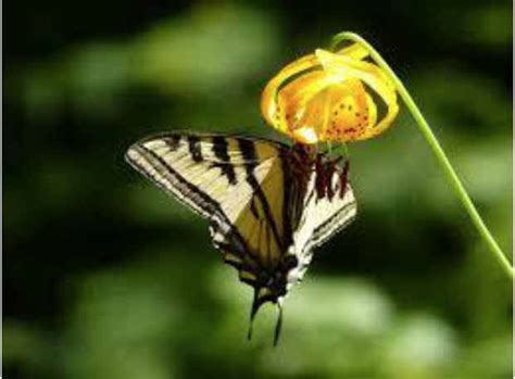 How to attract bees and butterflies to your garden. Saturday workshop explains how to attract bees ...