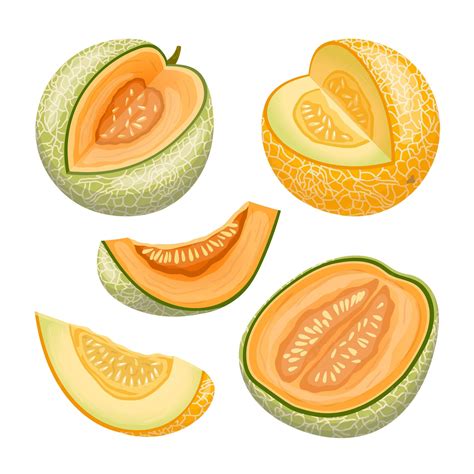Premium Vector Melon Cantaloupe Fruit Set Cartoon Vector Illustration