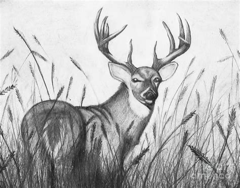 Autumn Buck Drawing By Jimmy Wood