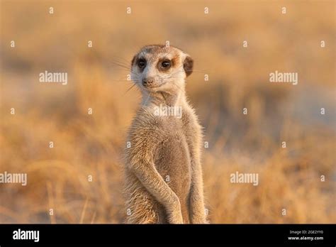 Meerkats Suricata Suricatta Standing View Of Face Kalahari