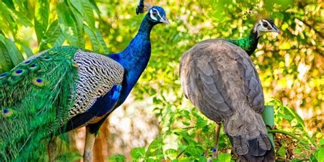 Difference Between Male And Female Peacocks