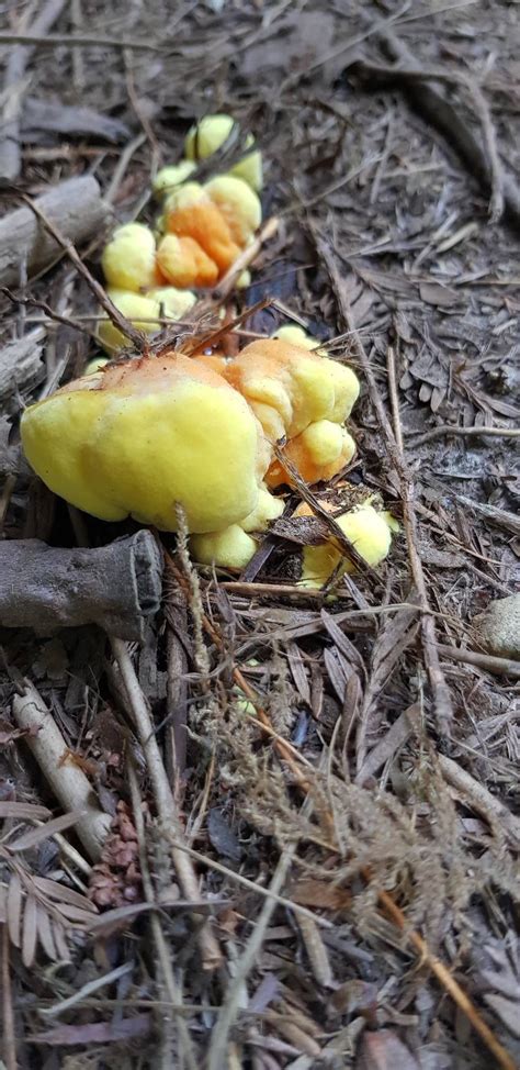 Autumn 2018 Fungi Log Mushroom Hunting And Identification Shroomery